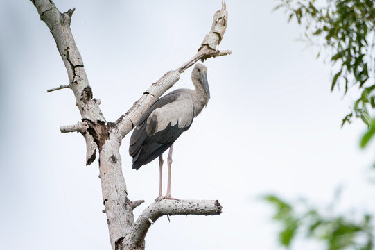 Asian Openbill Stork (Anastomus oscitans) Perched on a Dead Tree Branch.