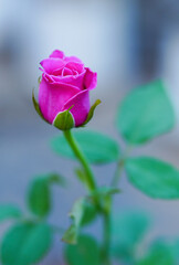 Fototapeta premium Close-up of one pink rose on a blurred background, perfect for Valentine's Day.