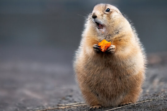 prairie dog eating a carrot