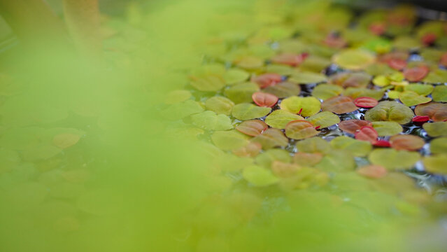 Close up of red water fern (Azolla filiculoides)