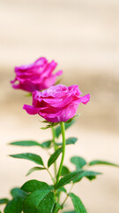Fototapeta premium Close-up of two pink roses on a blurred background