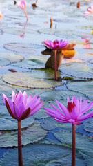 Minimalist nature scene of two pink water lilies rising above reflective water, surrounded by lily pads and gentle ripples