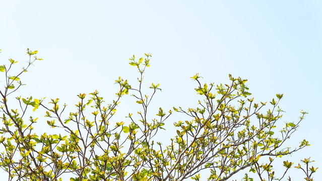 erminalia catappa is a large tropical tree in the leadwood tree family, Combretaceae,country almond, Indian almond, Malabar almond, sea almond, tropical almond, beach almond and false kamani. Hawaii
