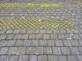 Fototapeta premium Concrete grass block pavement pattern with green plants, eco friendly outdoor parking surface