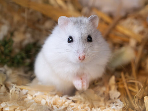 An adorable Djungarian dwarf hamster with soft white fur perched alertly among straw and bedding. Pet care, animal companionship