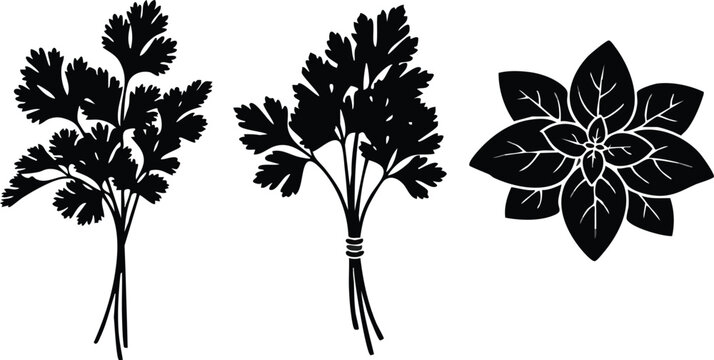 Beetroot Vegetable Vector Art - Organic Garden Beets with Leaves Woodcut Style
