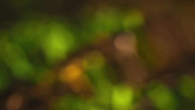 Painterly Soft Focus Nature Highlight the artistic, soft-edged quality derived from natural elements.