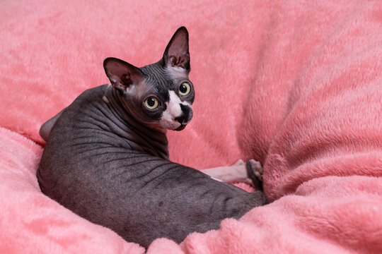 The Sphynx is one of several hairless cat breeds. During the breeding process, a natural recessive mutation was fixed, resulting in the absence of hair.