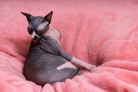 The Sphynx is one of several hairless cat breeds. During the breeding process, a natural recessive mutation was fixed, resulting in the absence of hair.