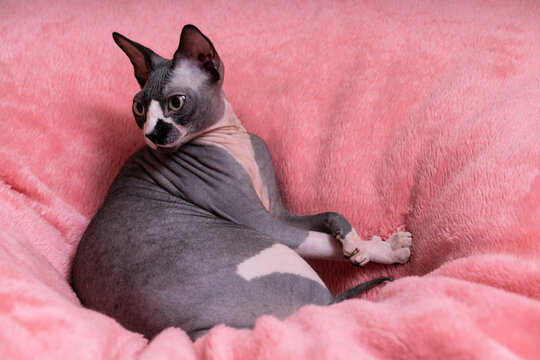 The Sphynx is one of several hairless cat breeds. During the breeding process, a natural recessive mutation was fixed, resulting in the absence of hair.