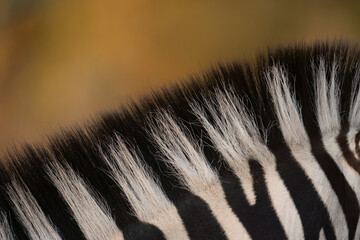 Plains  zebra ( Equus quagga ) Pilanesberg Nature Reserve, South Africa © Hanlie