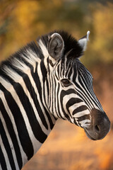 Fototapeta premium Plains zebra ( Equus quagga ) Pilanesberg Nature Reserve, South Africa