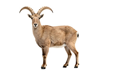 Fototapeta premium Wild mountain goat with large curved horns isolated on transparent background
