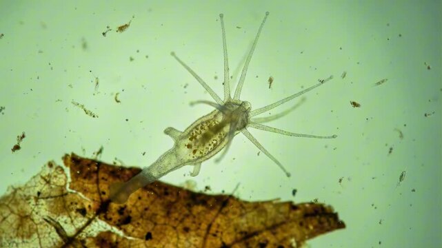 Freshwater hydra microscopy model organism for regeneration and stem cell biology
