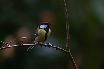 Great Tit (Parus major) Perched on Bare Branch with Soft Natural Background. Noord Brabant in the Netherlands. © Albert