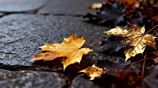 Autumn leaves on stone path