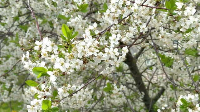 Blooming cherry tree in the spring with white flowers on the wind