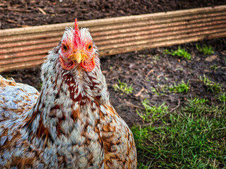 Free Range Chicken Standing Outdoors in Natural Farm Environment, Close-Up Portrait