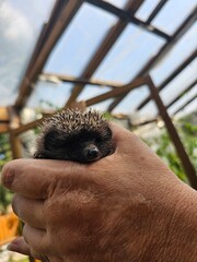 Obraz premium Baby hedgehog in an elderly hand. Cute little wild animal. 