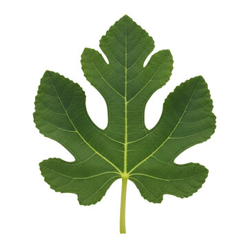 Single green fig leaf with detailed veins, isolated on transparent background