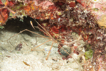 Arrow Crab (Stenorhynchus seticornis) on Coral Reef in Roatan, Honduras © Eric Knaff