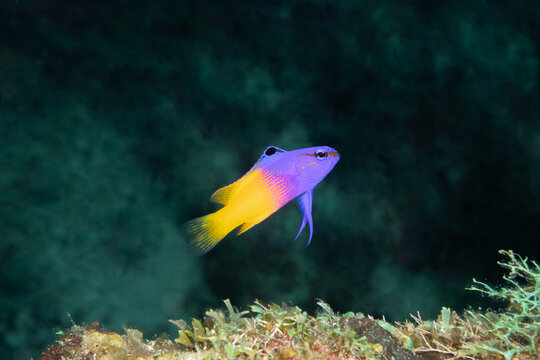 Royal Gramma (Gramma loreto) on Coral Reef, Roatan, Honduras