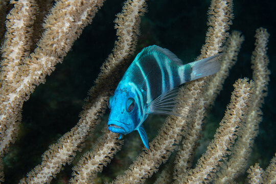 Close-up underwater photograph of an indigo hamlet (Hypoplectrus indigo) swimming among gorgonian corals on a Caribbean reef in Roatan, Honduras.
