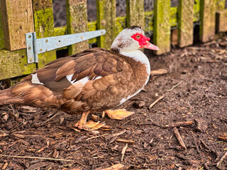 Muscovy Duck Standing Outdoors in Natural Farm Environment, Close-Up Portrait