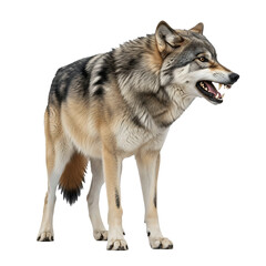 Obraz premium A powerful grey wolf stands alertly, showing its sharp teeth with an aggressive snarl