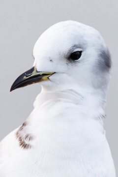 Portrait of a first winter black-legged kittiwake (Rissa tridactyla), found at a vessel offshore at the German Beight at the North Sea