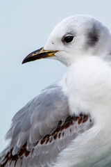 Obraz premium Portrait of a first winter black-legged kittiwake (Rissa tridactyla), found at a vessel offshore at the German Beight at the North Sea