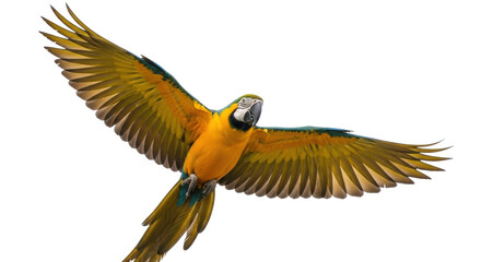 Vibrant blue and gold macaw flying PNG isolated on transparent background, tropical parrot with outstretched wings for design projects © Aliona