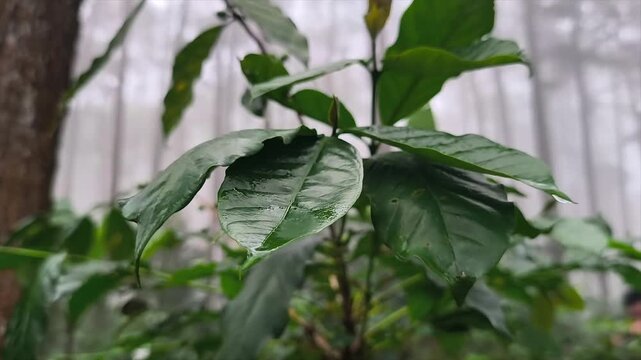 Close-up of green coffee beans and wet leaves in a misty 4K forest with raindrops.