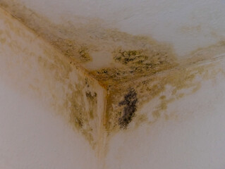 Schimmel Wandecke Wand Ecke