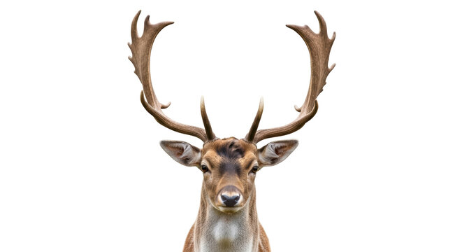 Majestic fallow deer head isolated PNG on transparent background, portrait of a beautiful buck with large antlers for wildlife design