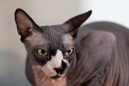 The Sphynx is one of several hairless cat breeds. During the breeding process, a natural recessive mutation was fixed, resulting in the absence of hair.