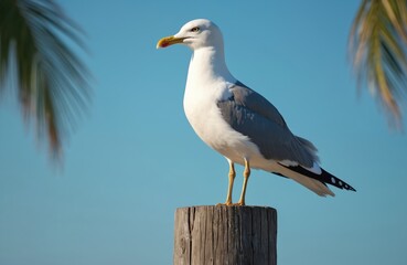 Obraz premium Seagull stands on wooden post. White and grey bird with yellow beak poses against bright blue sky. Palm leaves frame the scene. Birdwatching and wildlife photography focus.