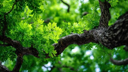 Fototapeta premium Close up of tree branches with lush green foliage sunlight nature background