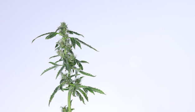 Makro-Nahaufnahme einer medizinischen Cannabisbl&uuml;te mit Trichomen auf wei&szlig;em Hintergrund.