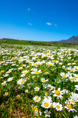 Fototapeta premium Beautiful field of daisy flowers over blue sky background.