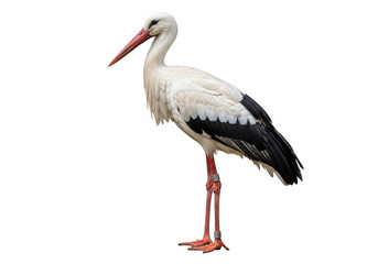 Fototapeta premium White stork bird standing on one leg with orange beak and legs isolated on transparent background