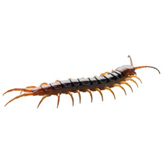 Obraz premium Brown Centipede Insect Myriapod Arthropod Predator Entomology Pest Wildlife Nature Animal Isolated PNG Cutout