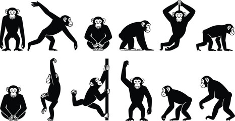 Chimpanzee silhouette pose collection, monkey movement actions set, primate wildlife illustration, black animal vector icons, isolated minimalist design flat graphic © Sarjina's World
