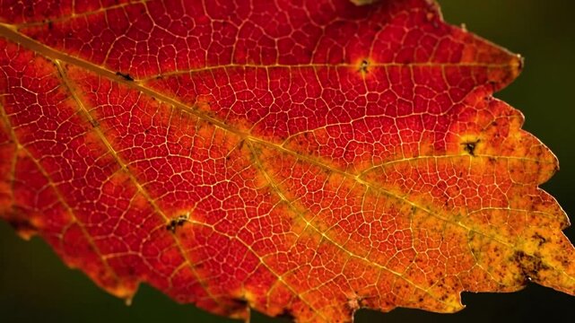 Organic Abstract Textures Emphasize the artistic, non-representational patterns formed by the leaf veins and the subtle degradation.