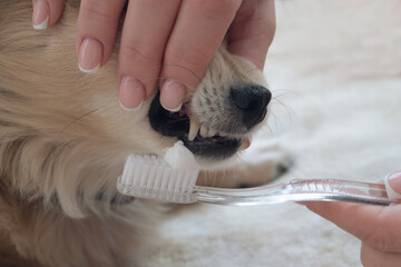 Close-up of a hand brushing a dog's teeth with a toothbrush, on an isolated plain background