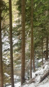 Mountain rocky river in winter forest
