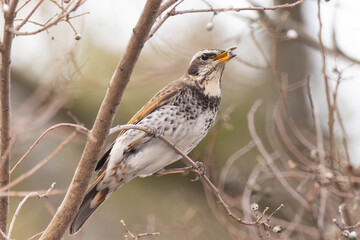 樹上で木の実を食べているツグミ