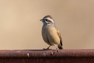錆びた鉄の上に立つ雌のホオジロ