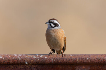 錆びた鉄の上に立つ雄のホオジロ