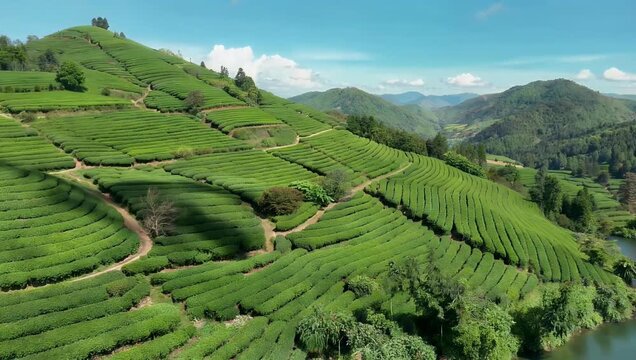 tranquil aerial 4K footage of lush green tea plantation showcasing rolling rows of fresh leaves and natural symmetry within peaceful rural